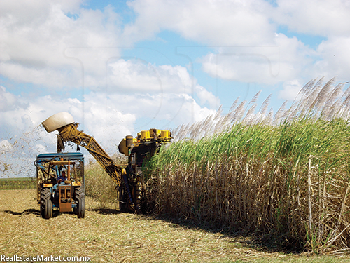 En el estado se han detectado 60,000 hectáreas para instalar ingenios azucareros.