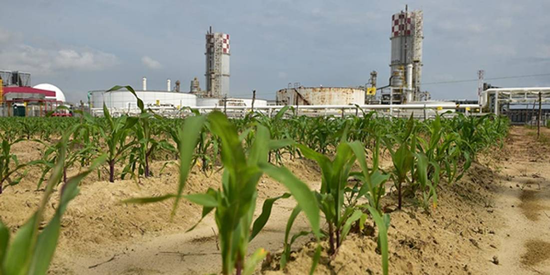 Iniciará en octubre construcción de planta de fertilizantes en Veracruz